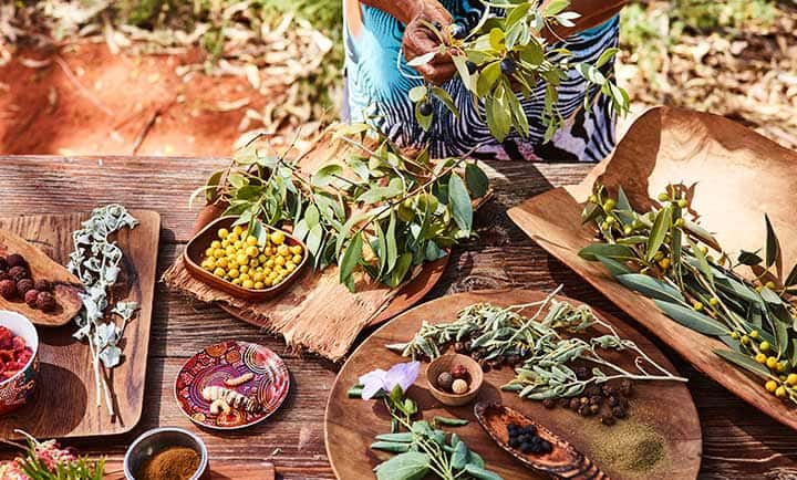 koreanmiin | Bush Tucker Tour: Exploring indigenous cuisine on a Bush Tucker Tour.