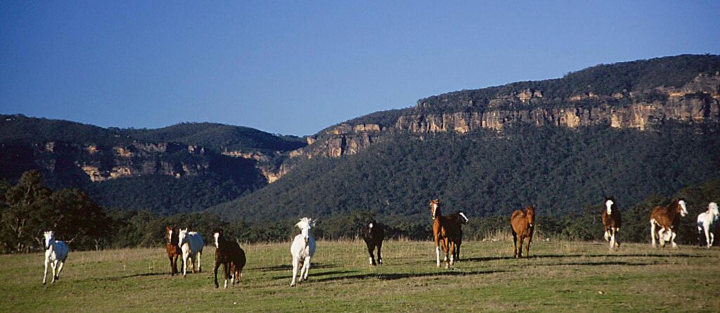 Guide to Scenic Horse Riding in Megalong Valley