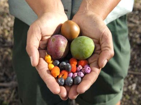 A Taste of the Outback: Bush Tucker Tour Insights