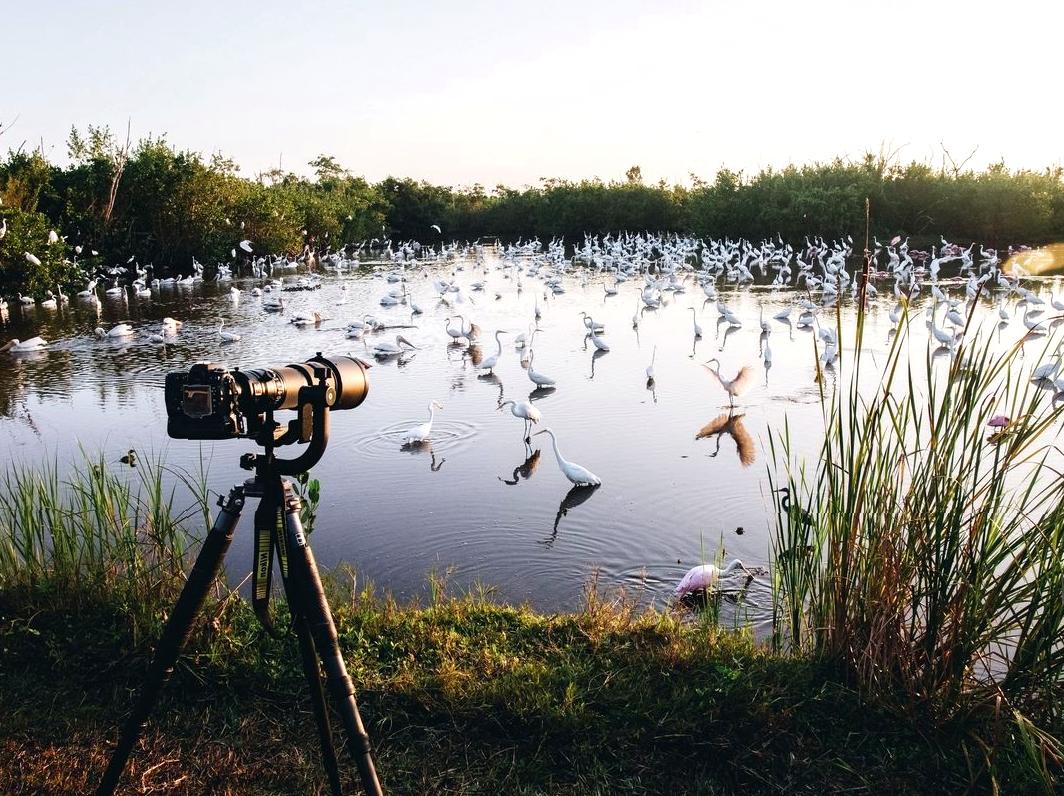 Best Practices for Birdwatching at Birdwatchers Walk