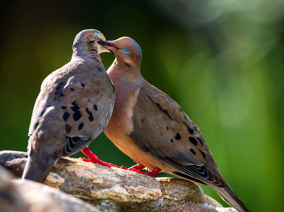 Insights into Birdwatching at Birdwatchers Walk