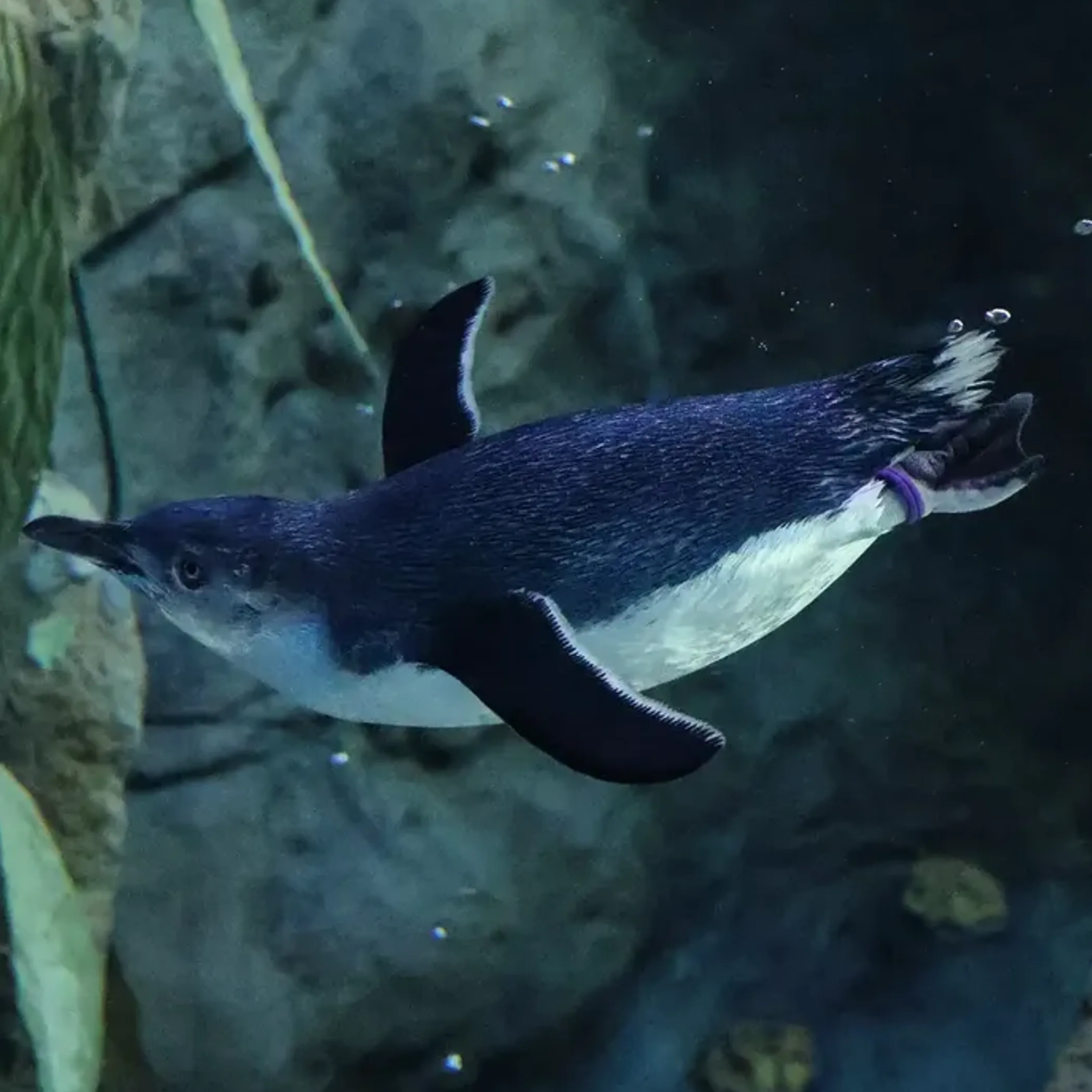 artificial lighting impact on penguins