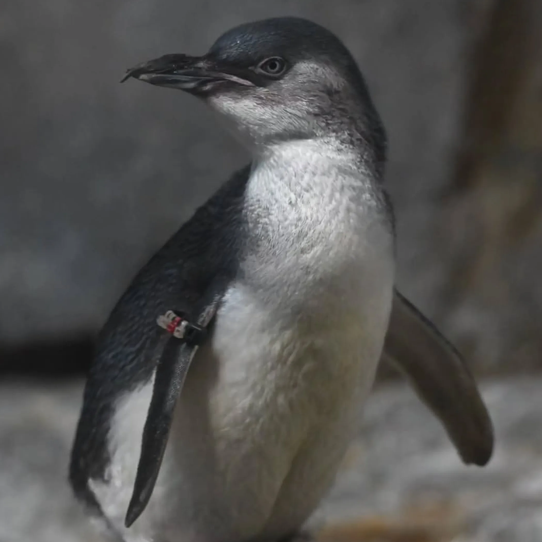 close up little penguin feathers detail