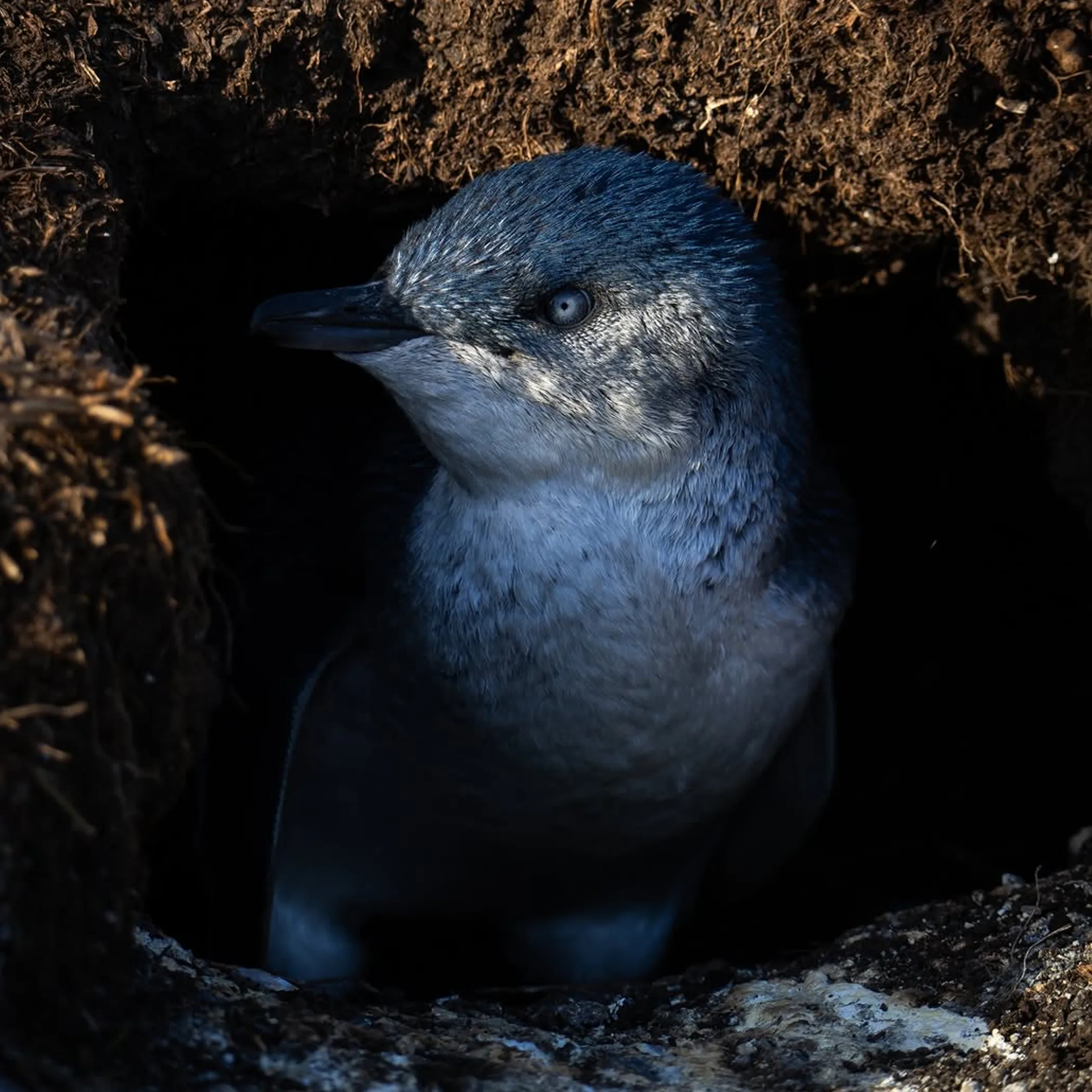 family watching little penguins safely