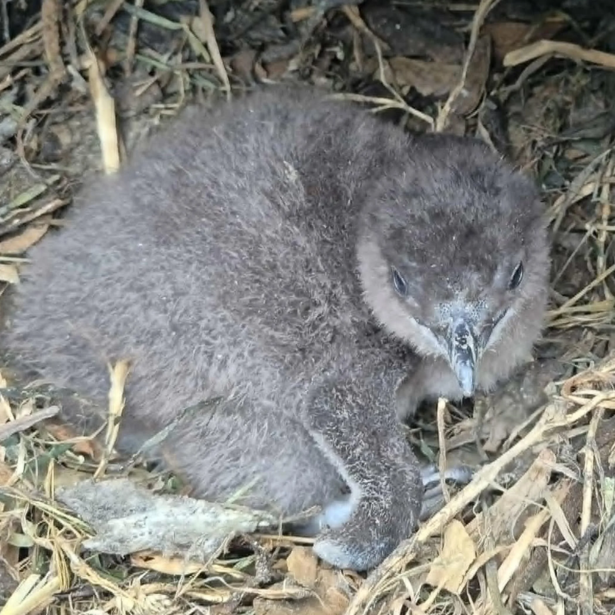 little penguin entering nesting burrow
