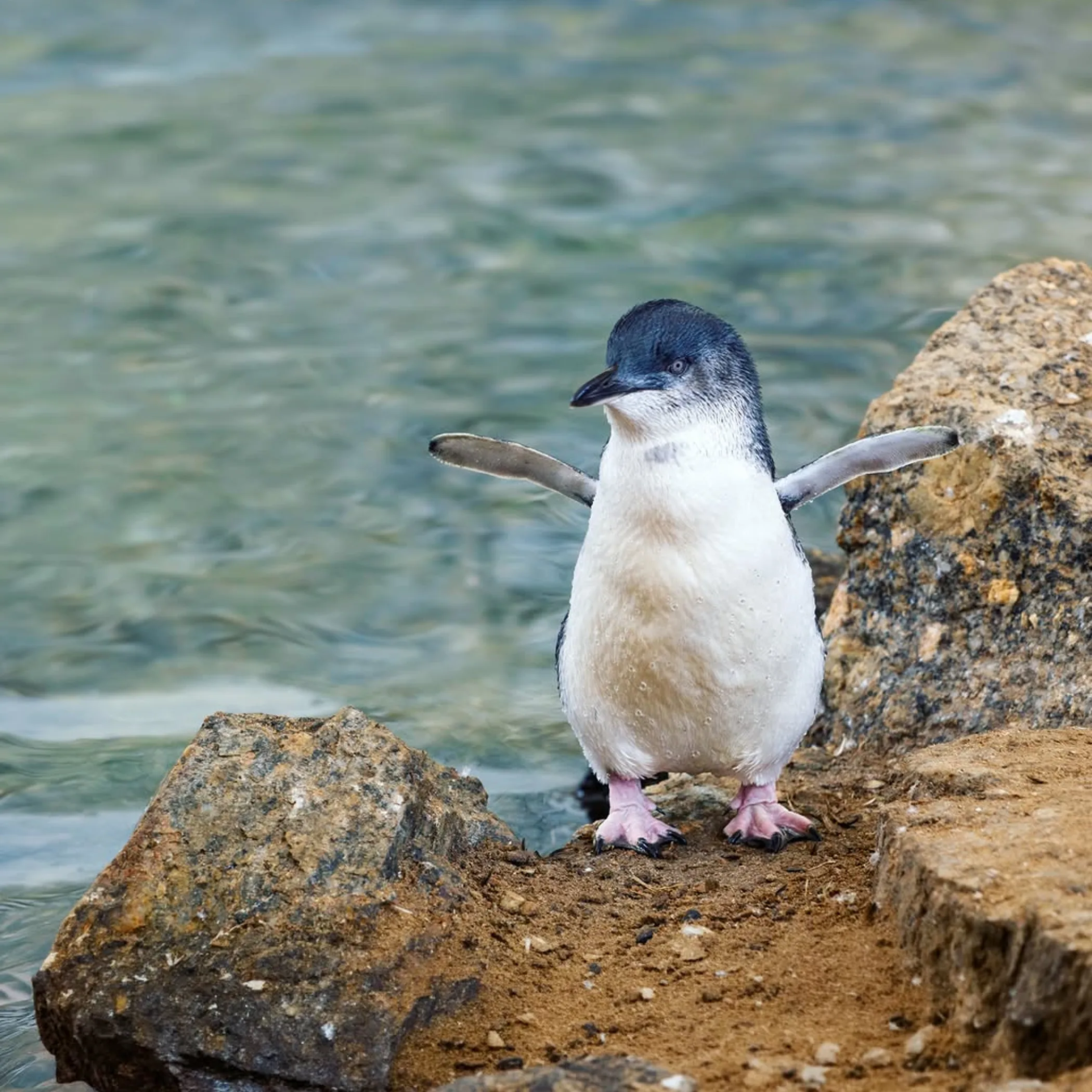 little penguins rafting offshore at sunset